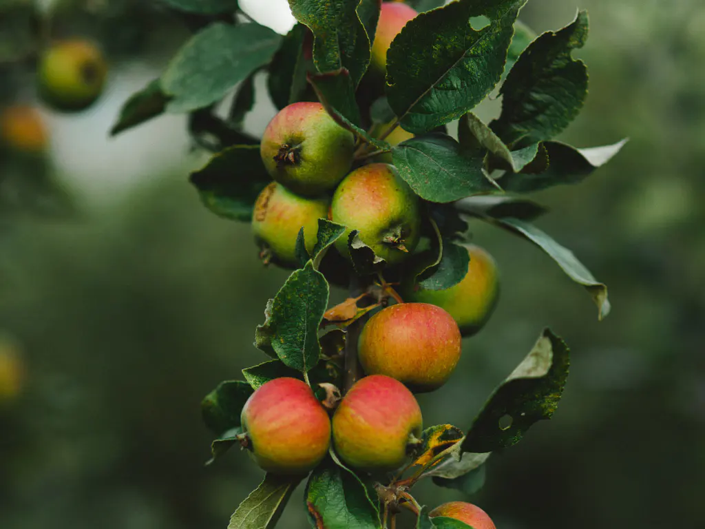 Orchard Market at Junction Orchard & Cidery