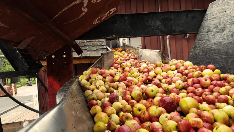 Apple Pressing at Merridale