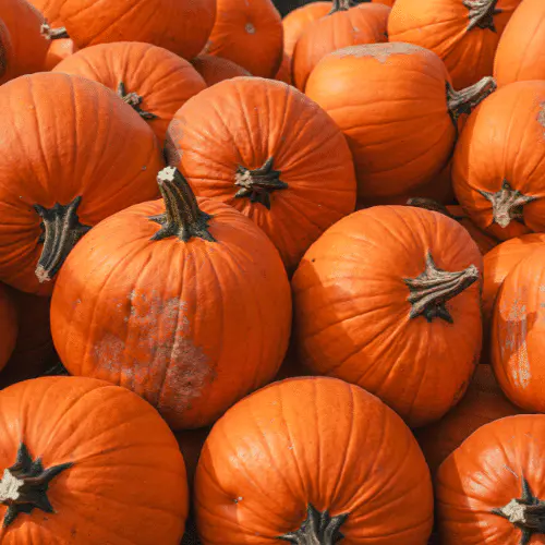PumpkinFest 2026