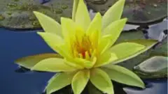 Thursday Evening Meditation Service